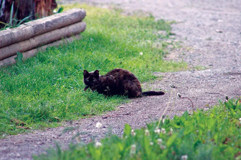 Trap Neuter Return - feral cat colony management