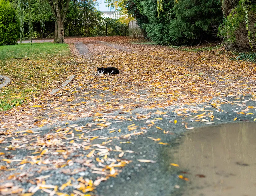 Trap Neuter Return - feral cat colony management