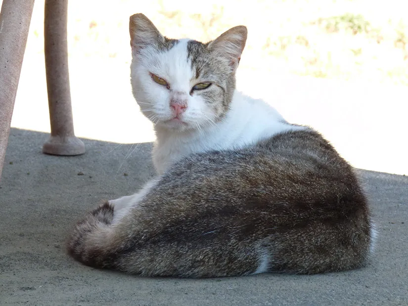 Trap Neuter Return - feral cat colony management