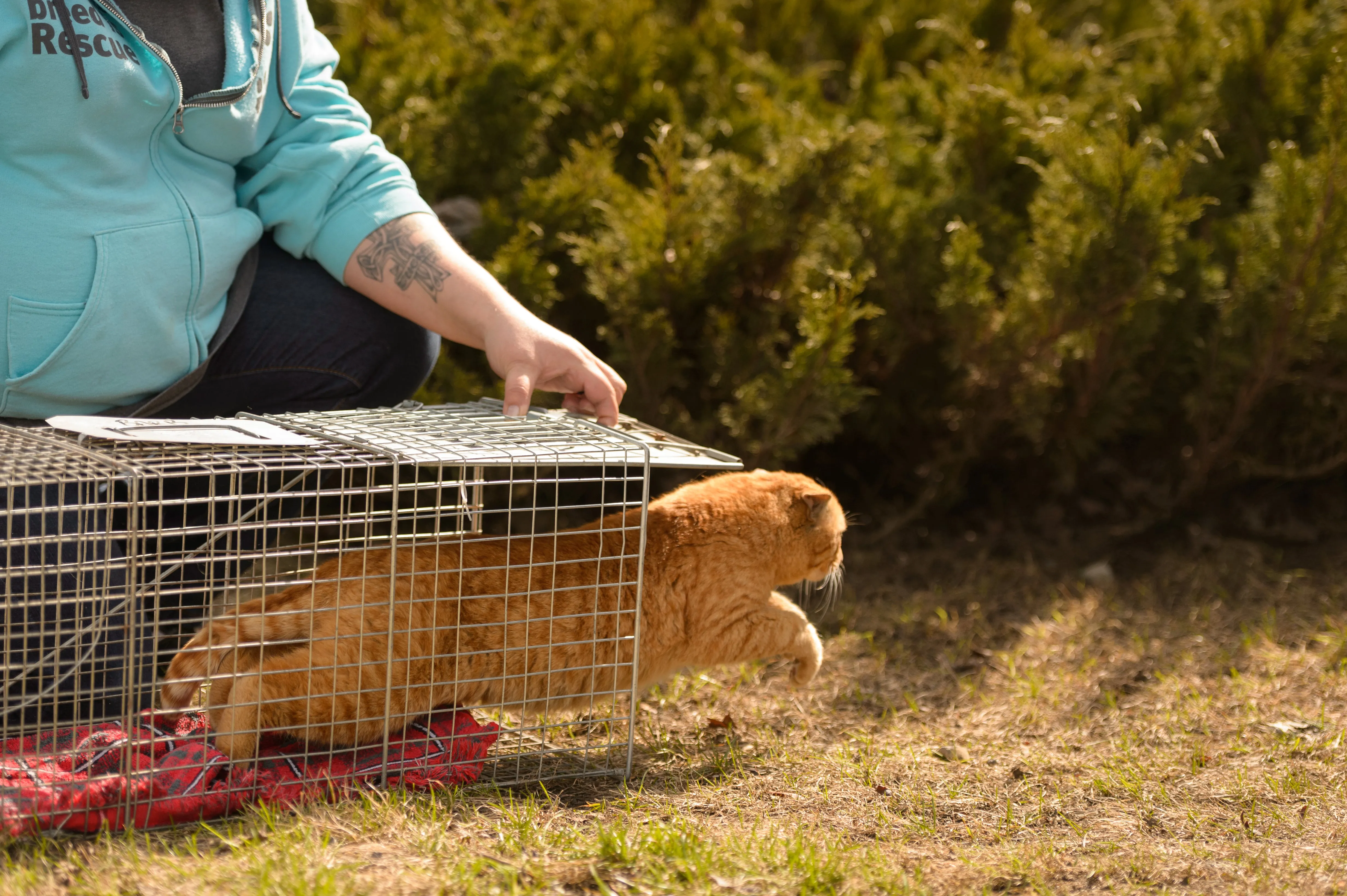 Trap Neuter Return - feral cat colony management